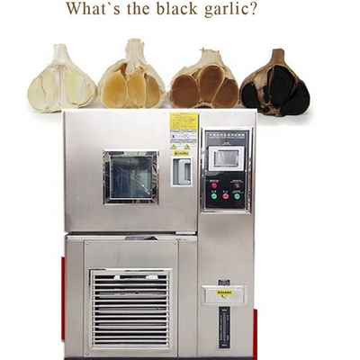 Máquina de fermentación de ajo negro con baja inversión